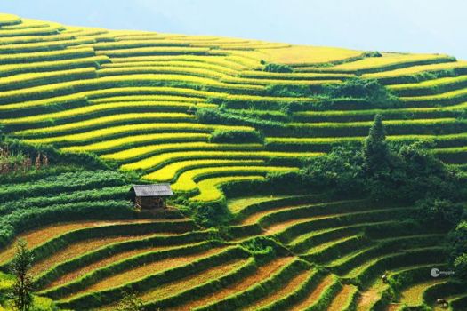 rizieres en terrase Sin Mân Ha Giang
