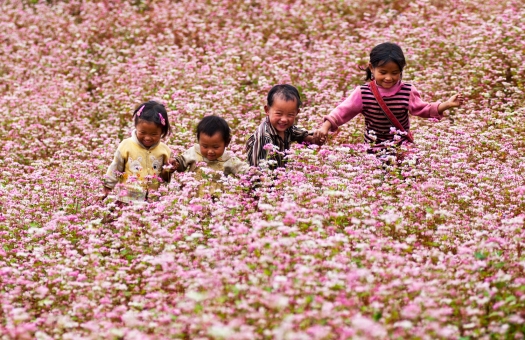 Floraison de Tam Giac Mach, Ha Giang
