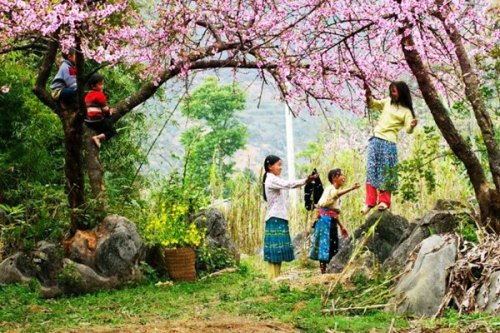 les filles et garcons d'Hmong s'amusent sous les pêchers