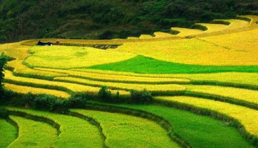 Sin Mân est connu par les rizières en terrasse
