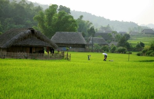 Les rizières de Thôn Tha à Ha Giang (photo prise par Thai Tran)  