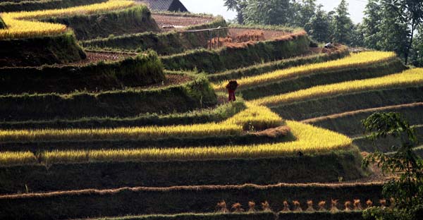 Rizière en terrasse à Ha Giang (Copyright : Le Duc Tho)