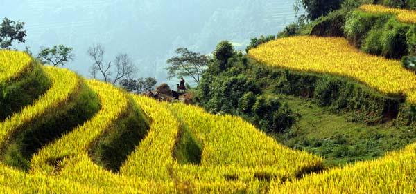 Rizière en terrasse à Ha Giang (Copyright : Le Duc Tho)