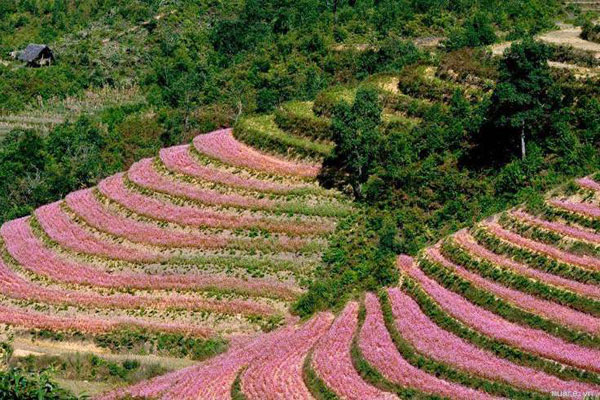 Floraison des fleurs de sarrasin sur les flancs de montagne de Ha Giang