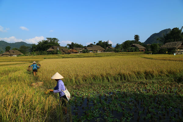 Ocobre, saison de la récolte du riz
